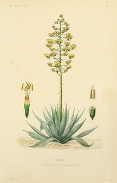 an illustration of a plant with flowers and leaves