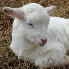 a white goat laying in the grass with its eyes closed