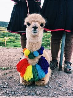 a llama is sitting on the ground with a rainbow scarf around it's neck