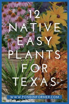 flowers and plants with text overlay that reads, 12 native easy plants for texas