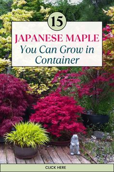 Japanese Marple for Container Garden Japanese Maples In Pots, Japanese Container Garden, Potted Japanese Maple Tree, Japenese Maple, Japanese Maple Tree Varieties, Japanese Acer, Red Dragon Japanese Maple, Japanese Maple Tree Landscape, Tiny Courtyard