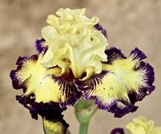 a purple and yellow flower is in the foreground, with other flowers behind it