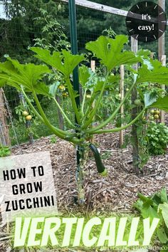 an image of a vegetable garden with the title how to grow zucchini vertically