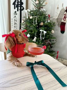 a small dog wearing a sweater and bow tie sitting on a table next to a christmas tree