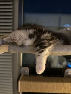 a kitten sleeping on top of a cat tree