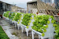 several rows of green plants growing in white plastic trays on top of a roof