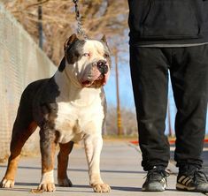 a dog on a leash standing next to a person in black pants and sneakers,