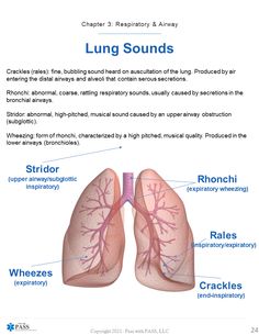 the lungs are labeled in this diagram