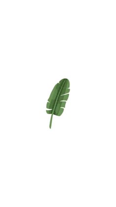 a single green leaf on a white background