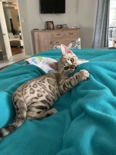 a cat laying on top of a blue blanket