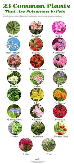 the 25 common plants that have flowers in them