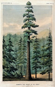 a drawing of a tall tree in the middle of a forest