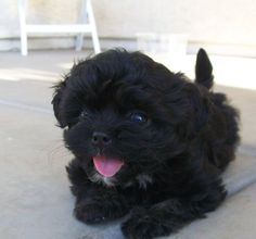 a small black dog laying on the ground