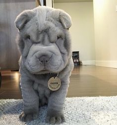 a large gray dog sitting on top of a rug