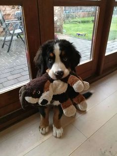 a dog sitting on the floor with a stuffed animal