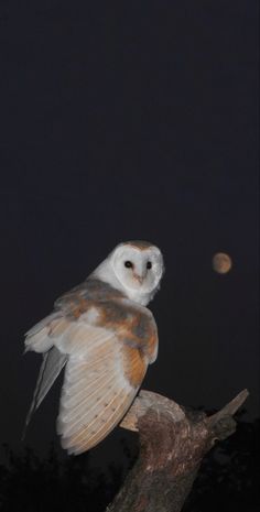 an owl sitting on top of a tree branch at night with the moon in the background