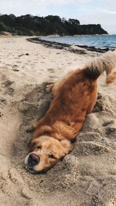 a brown dog laying on top of a sandy beach