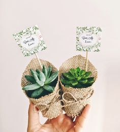 two succulents in burlocks with place cards on them