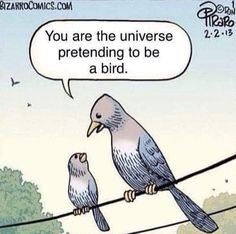 two birds are sitting on wires and one is saying you are the universe pretending to be a bird