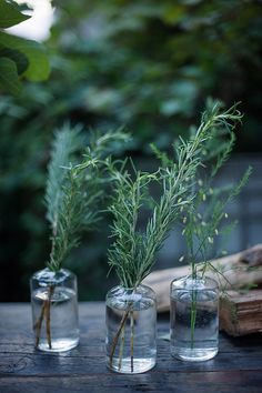 three glass vases with plants in them on a table