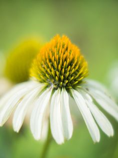 a white and yellow flower with green background