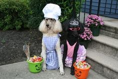 two poodles dressed up for halloween sitting next to each other on the steps