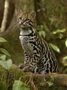 a large cat sitting on top of a tree branch in the forest next to some trees