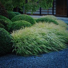 some very pretty bushes and plants in a yard