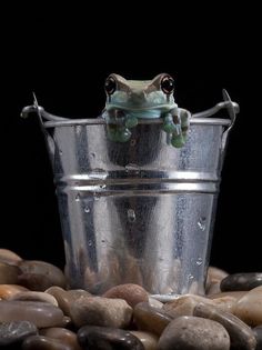 a frog sitting on top of a bucket filled with rocks