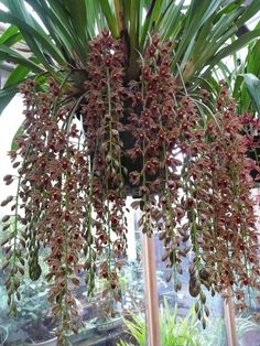 some very pretty flowers hanging from a plant in a room with plants and potted plants