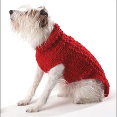 a small white dog wearing a red sweater