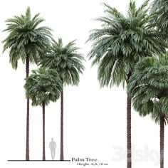 three palm trees are shown with the same height as each tree, and one is taller than