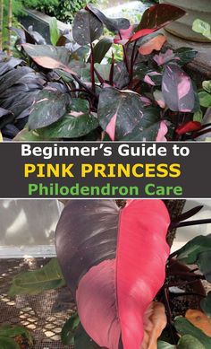 the beginner's guide to pink princess philoderon care is shown here