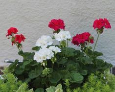 some red and white flowers are in a pot