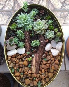 a potted plant with rocks and succulents in it