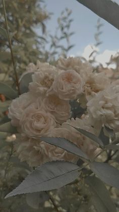 the flowers are blooming on the tree outside