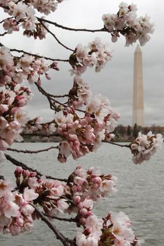 the washington monument is in the distance with cherry blossoms blooming on it's branches