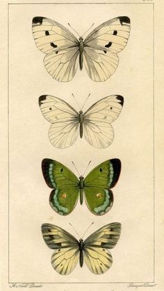 three butterflies with different colors and markings on their wings are shown in this antique print