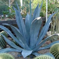 a large blue plant sitting in the middle of a garden filled with cacti