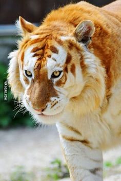 a close up of a tiger on a dirt ground