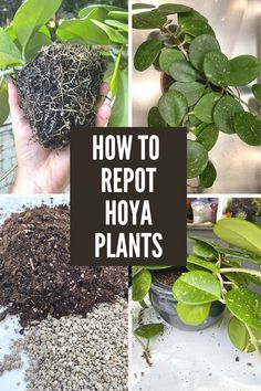 how to reppost hoya plants