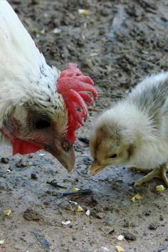 two chickens standing next to each other on the ground