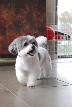 a small white dog standing on top of a tile floor