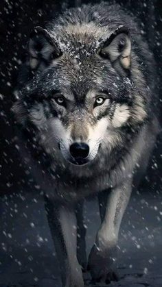 a wolf walking through the snow with it's eyes open