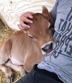 a baby cow laying on top of hay next to a person wearing a gray shirt