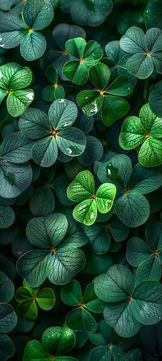 green leaves with water droplets on them are arranged in the shape of four leaf clovers