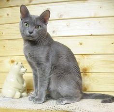 a gray cat sitting on top of a wooden bench next to a white toy bear