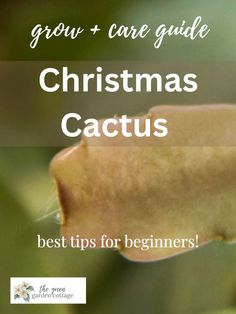 christmas cactus clade Christmas Cactus Propagation, Soil Fertilizer, Christmas Cactus Plant