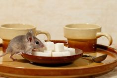 Here are the scents to consider using to keep mice out of your home. Bad Husband, Household Pests, Stink Bugs, Soap Opera Stars, Extreme Makeover, Food Stamps, Vinegar Cleaning, Halloween Front Porch, Rose Of Sharon