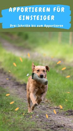 a dog running down a dirt road with a frisbee in its mouth